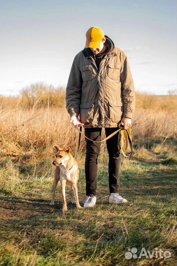 Собака из приюта в добрые руки бесплатно