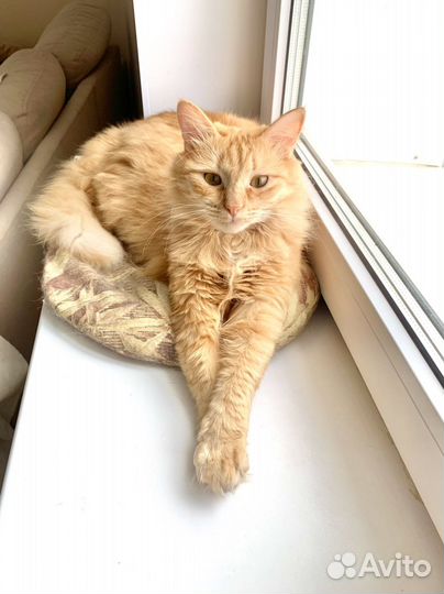 Рыжий кот внушительных размеров с женой