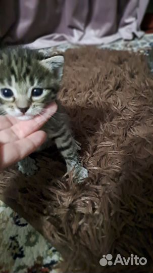 Отдам в добрые руки котят очень красивые
