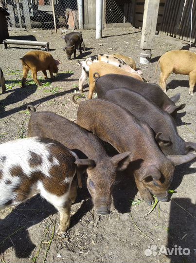 Поросята