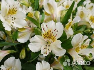 Продажа корней альстромерии оптом