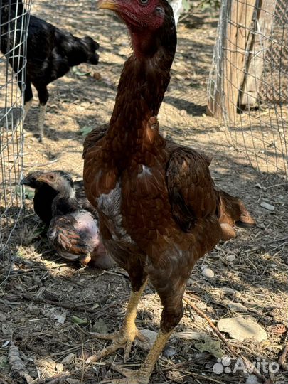 Бойцовые куры