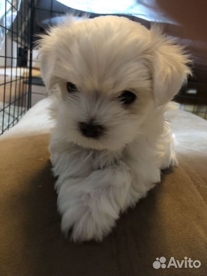 Щенки мальтийской болонки мини