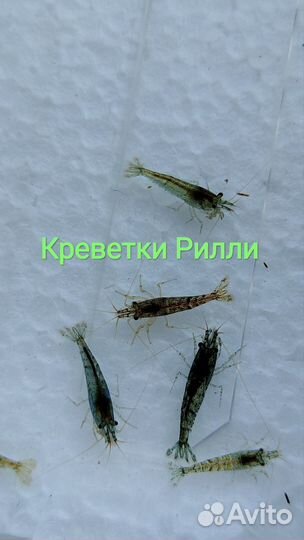 Креветки аквариумные Neocaridina