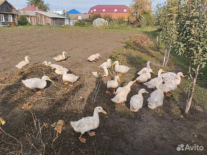 Индоутки, утки, яйцо индоутки