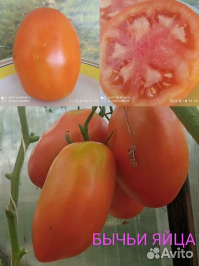 Семена коллекционных сортов томатов