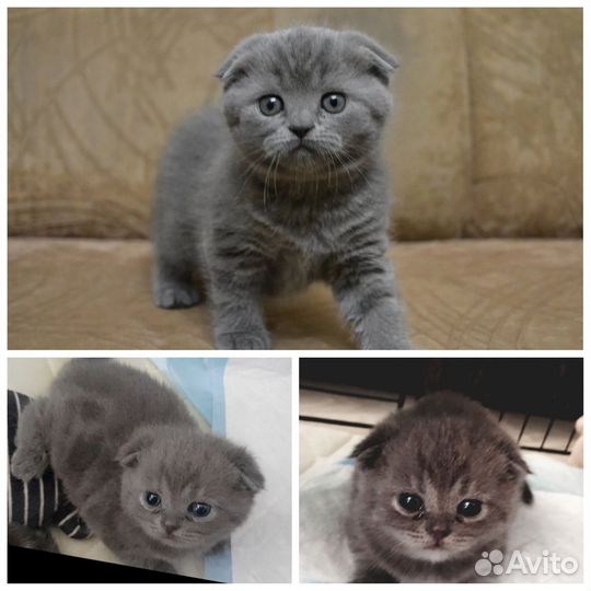 Шотландские малыши