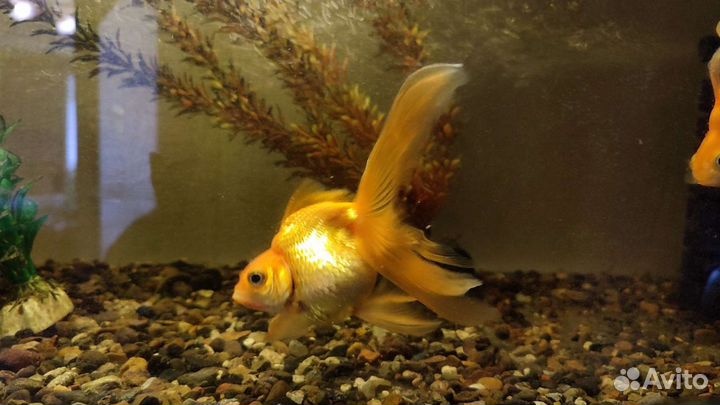 Аквариумные рыбки
