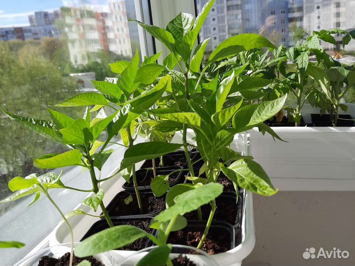 Рассада помидор,перцев,баклажан,петуний