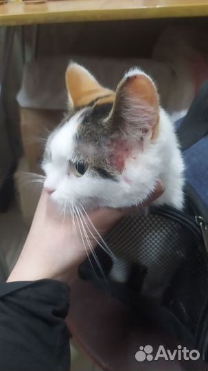 Кошечка в беде