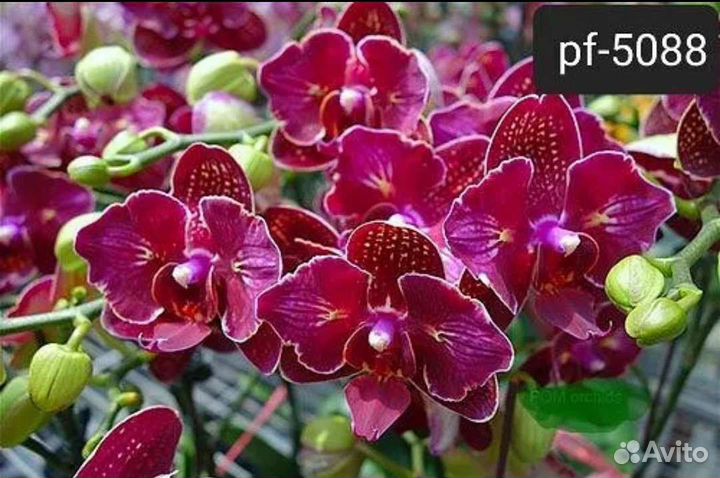 Орхидея Бабочка Чери бомб