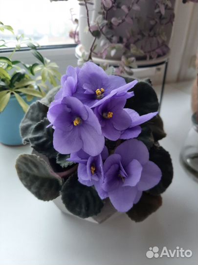 Сингониумы сортовые, каллизия, фиалки