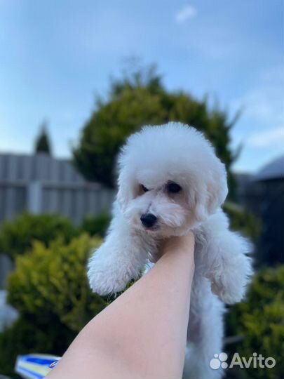 Бишон фризе РКФ
