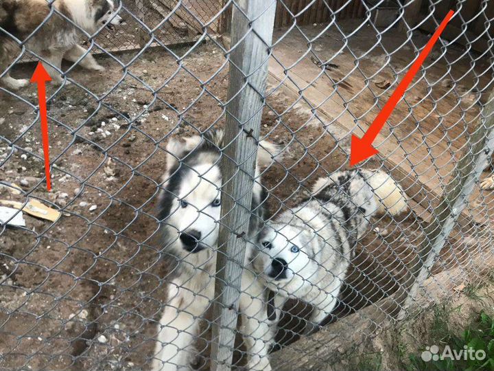 Отдадим собак хаски