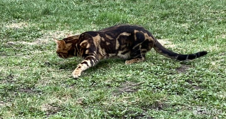 Бенгальский кот,вязка