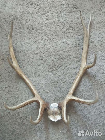 Рога оленя