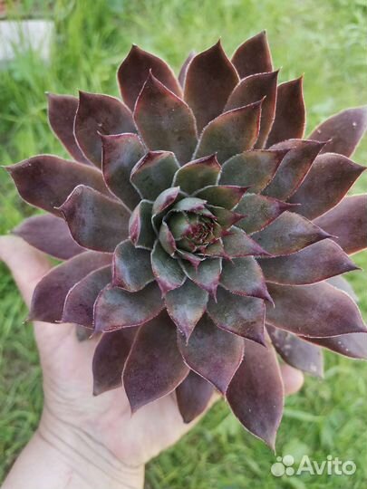 30 видов молодил