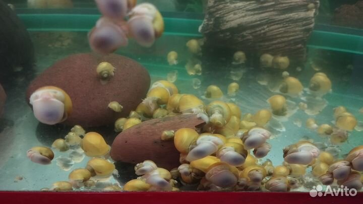 Улитки аквариумные