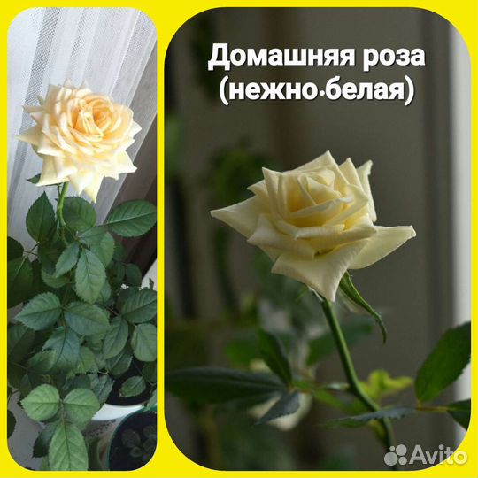 Комнатные цветы (цветущие)