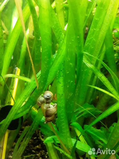 Улитка-Покемон Radix rubiginosa