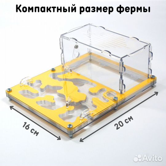 Муравьиная ферма 