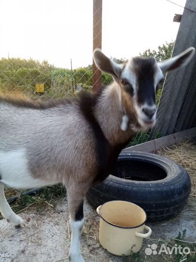 Козел на племя