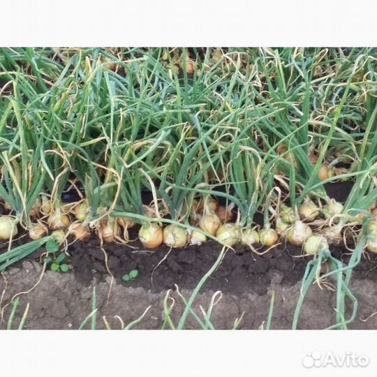 Семена Лука 