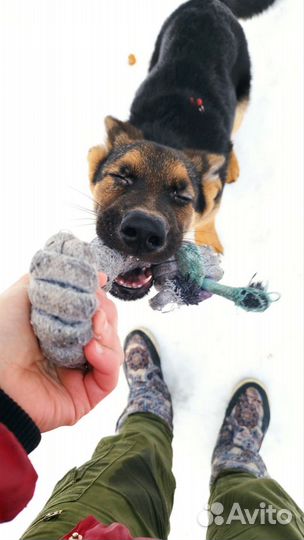 Кинолог для щенка И взрослого пса