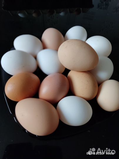 Домашние куриные яйца