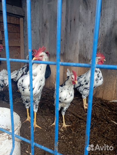 Молодые петухи леггорн пёстрый (далматинец)