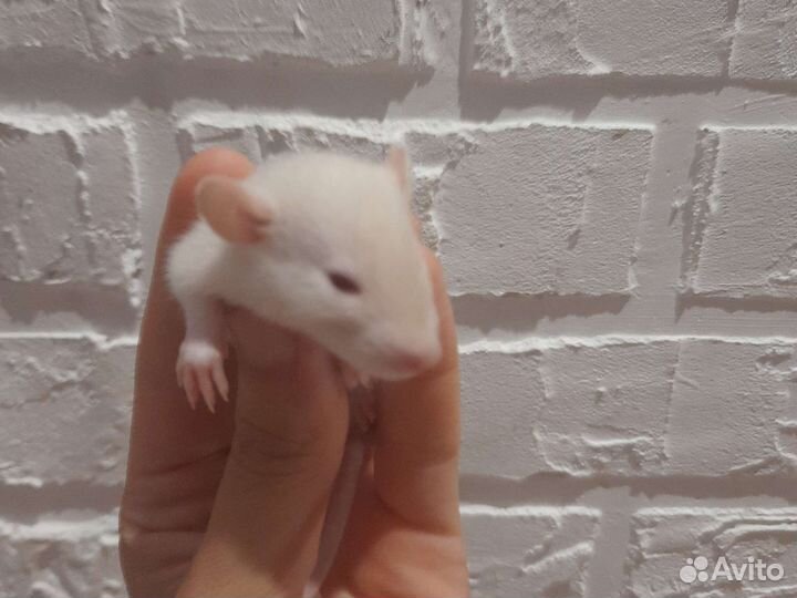 Крыса дамбо