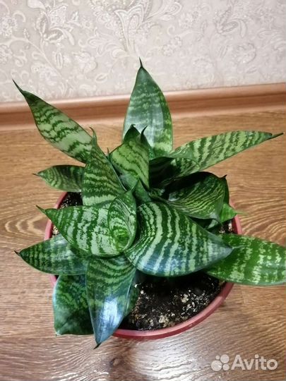 Сансевиерия