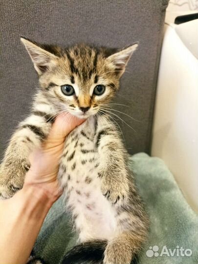 Красивые котята ищут дом