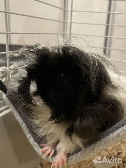 Морская свинка альпака