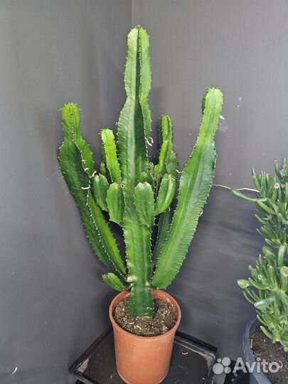 Кактус Мексиканский Эуфорбия Акрурэнсис на выбор