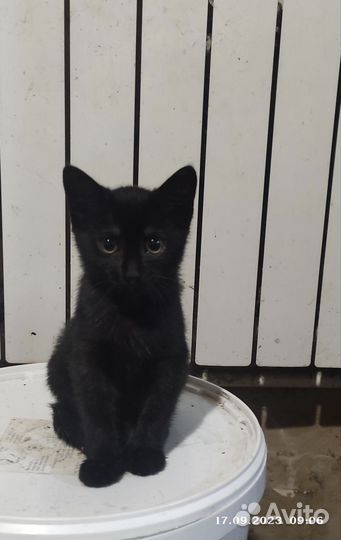 Котята бесплатно