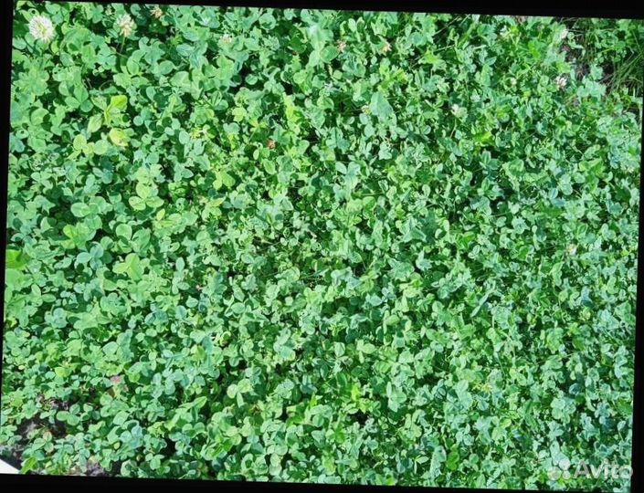 Семена клевера белого