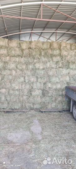 Сено люцерны в тюках