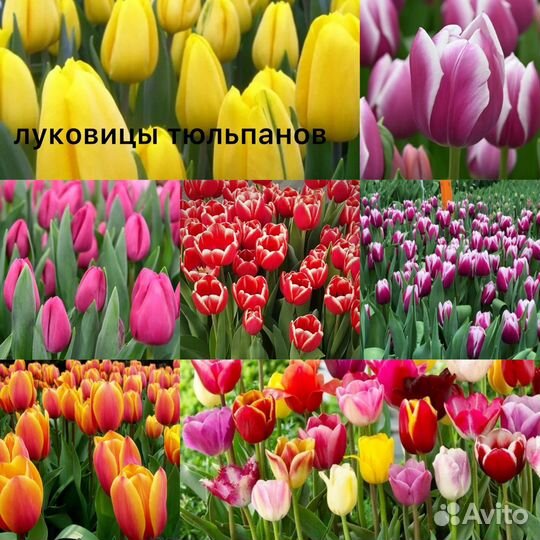 Луковицы тюльпанов