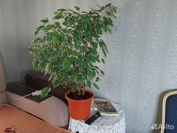 Фикус бенджамина пестролистный