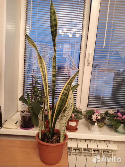 Сансевиерия