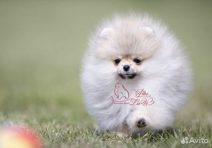 Померанский шпиц мини девочка