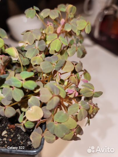 Эпипремнум себублю,седум нусбаумера
