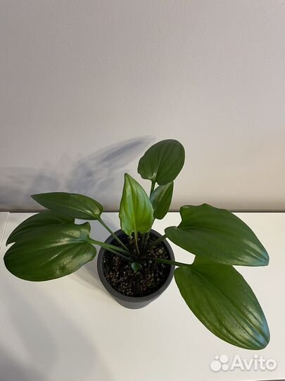 Дримиопсис,крассула,фикус