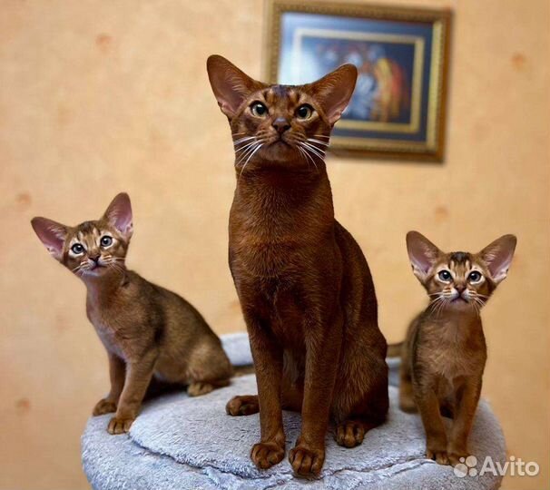 Абиссинские котята (котики)