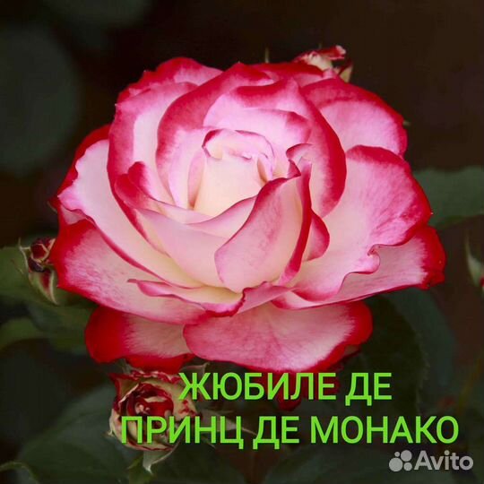 Саженцы элитных сортов роз