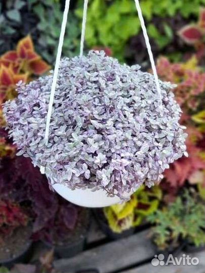 Традесканция, коллизия