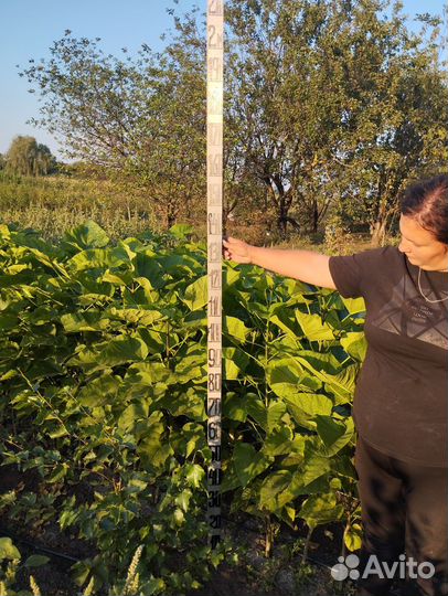 Саженцы декоративных деревьев