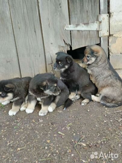 Щенки бесплатно