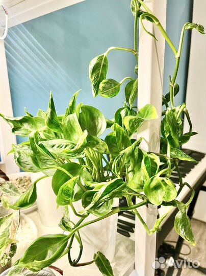 Эпипремнум годзилла